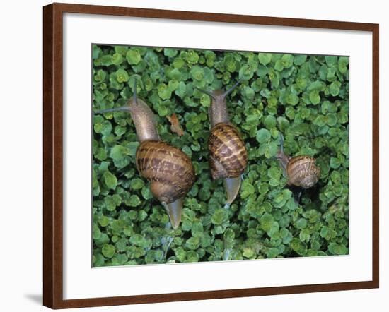 Snails Crawling Through Duckweed-Nancy Rotenberg-Framed Photographic Print