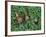 Snails Crawling Through Duckweed-Nancy Rotenberg-Framed Photographic Print