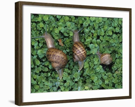 Snails Crawling Through Duckweed-Nancy Rotenberg-Framed Photographic Print