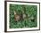 Snails Crawling Through Duckweed-Nancy Rotenberg-Framed Photographic Print