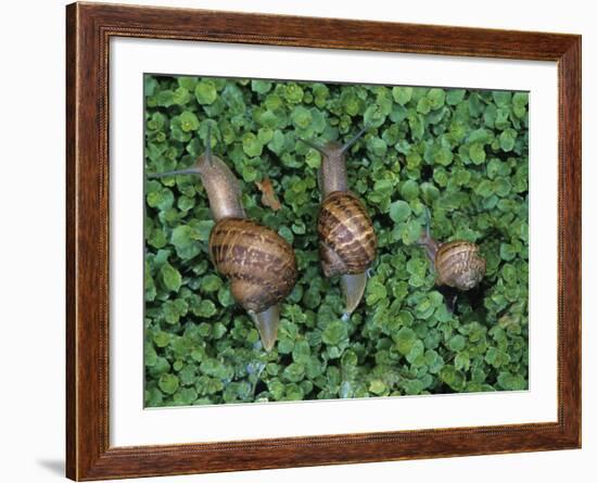 Snails Crawling Through Duckweed-Nancy Rotenberg-Framed Photographic Print