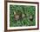 Snails Crawling Through Duckweed-Nancy Rotenberg-Framed Photographic Print