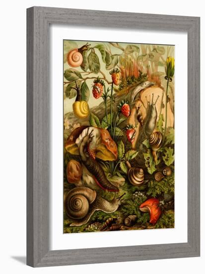 Snails, Gastropods, Mollusks-F.W. Kuhnert-Framed Art Print