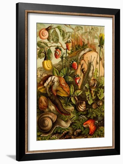 Snails, Gastropods, Mollusks-F.W. Kuhnert-Framed Art Print