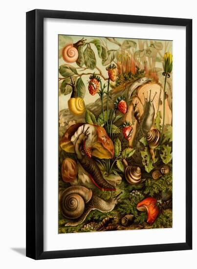 Snails, Gastropods, Mollusks-F.W. Kuhnert-Framed Art Print