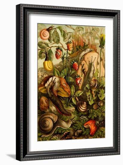 Snails, Gastropods, Mollusks-F.W. Kuhnert-Framed Art Print