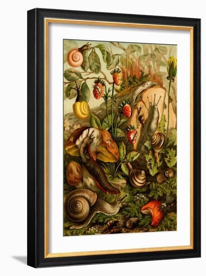 Snails, Gastropods, Mollusks-F.W. Kuhnert-Framed Art Print