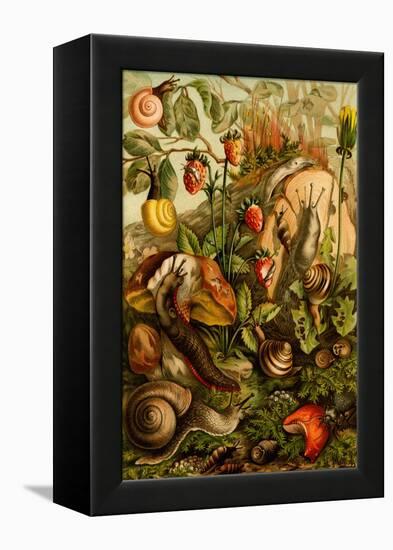 Snails, Gastropods, Mollusks-F.W. Kuhnert-Framed Stretched Canvas
