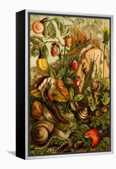 Snails, Gastropods, Mollusks-F.W. Kuhnert-Framed Stretched Canvas