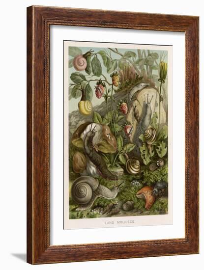 Snails on and around Various Foliage-null-Framed Art Print