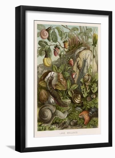 Snails on and around Various Foliage-null-Framed Art Print