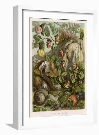 Snails on and around Various Foliage-null-Framed Art Print