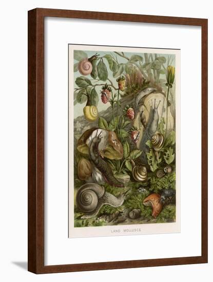 Snails on and around Various Foliage-null-Framed Art Print