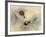 Snails-Ellen Van-Framed Photographic Print