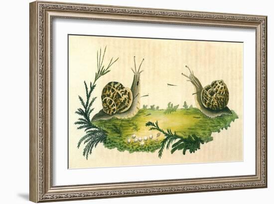 Snails-Frederick P. Nodder-Framed Giclee Print