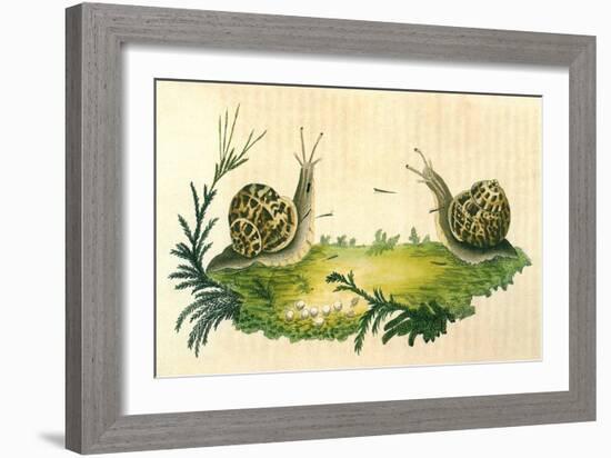 Snails-Frederick P. Nodder-Framed Giclee Print