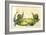Snails-Frederick P. Nodder-Framed Giclee Print