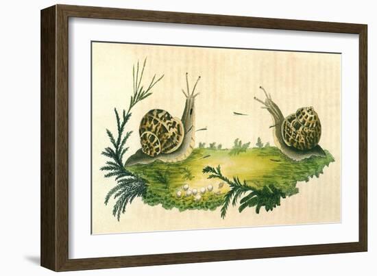Snails-Frederick P. Nodder-Framed Giclee Print