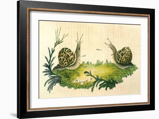 Snails-Frederick P. Nodder-Framed Giclee Print