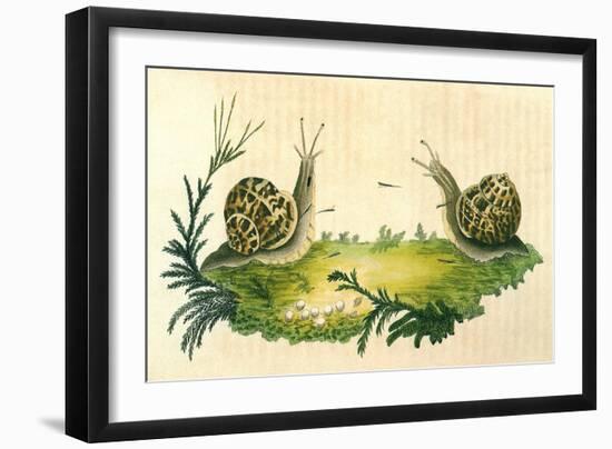 Snails-Frederick P. Nodder-Framed Giclee Print