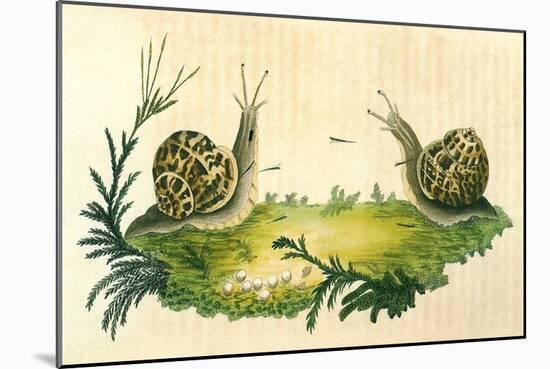 Snails-Frederick P. Nodder-Mounted Giclee Print