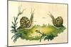 Snails-Frederick P. Nodder-Mounted Giclee Print