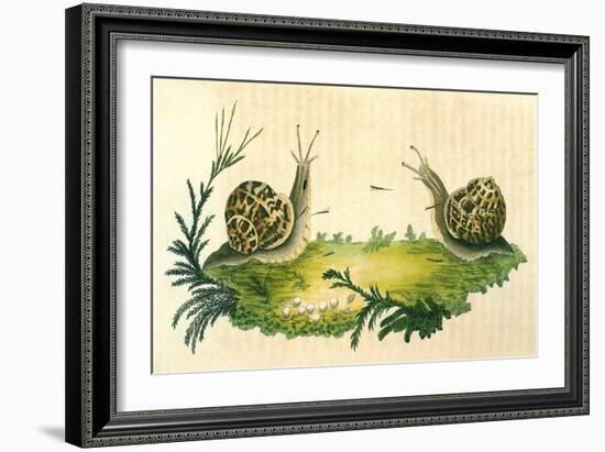 Snails-Frederick P. Nodder-Framed Giclee Print