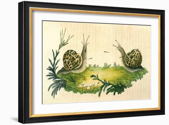 Snails-Frederick P. Nodder-Framed Giclee Print