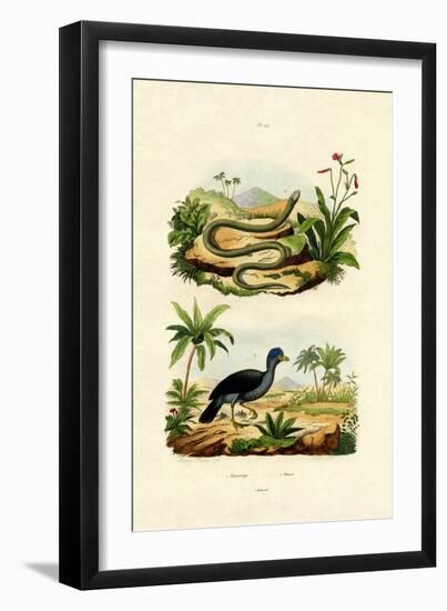 Snake, 1833-39-null-Framed Giclee Print