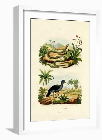 Snake, 1833-39-null-Framed Giclee Print