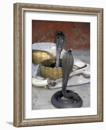 Snake Charming, Oris, India-Judith Haden-Framed Photographic Print