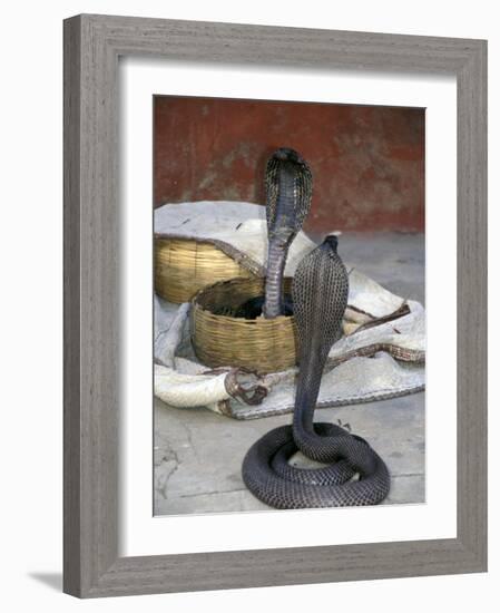 Snake Charming, Oris, India-Judith Haden-Framed Photographic Print