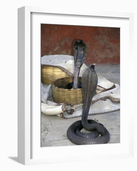 Snake Charming, Oris, India-Judith Haden-Framed Photographic Print