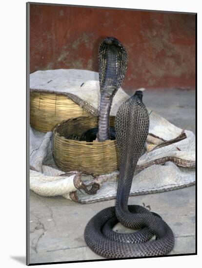 Snake Charming, Oris, India-Judith Haden-Mounted Photographic Print