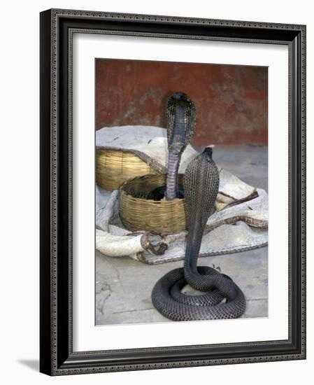 Snake Charming, Oris, India-Judith Haden-Framed Photographic Print
