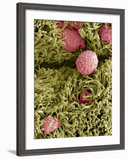 Snake Ciliated Lung Cells And Mucus, SEM-Steve Gschmeissner-Framed Photographic Print