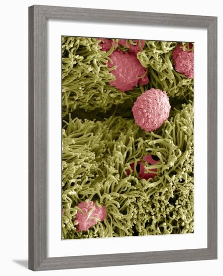 Snake Ciliated Lung Cells And Mucus, SEM-Steve Gschmeissner-Framed Photographic Print