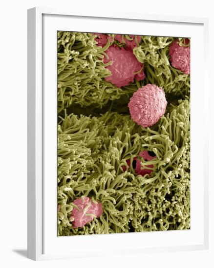 Snake Ciliated Lung Cells And Mucus, SEM-Steve Gschmeissner-Framed Photographic Print