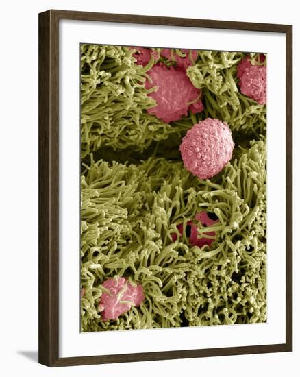 Snake Ciliated Lung Cells And Mucus, SEM-Steve Gschmeissner-Framed Photographic Print