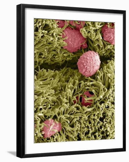 Snake Ciliated Lung Cells And Mucus, SEM-Steve Gschmeissner-Framed Photographic Print