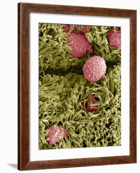 Snake Ciliated Lung Cells And Mucus, SEM-Steve Gschmeissner-Framed Photographic Print