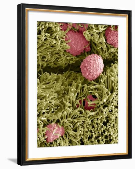 Snake Ciliated Lung Cells And Mucus, SEM-Steve Gschmeissner-Framed Photographic Print