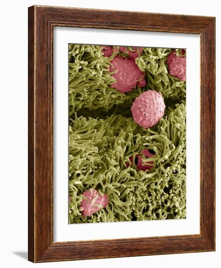 Snake Ciliated Lung Cells And Mucus, SEM-Steve Gschmeissner-Framed Photographic Print