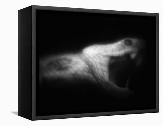 Snake Opening Mouth-Henry Horenstein-Framed Premier Image Canvas