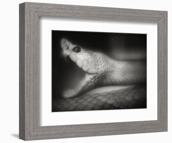 Snake Opening Mouth-Henry Horenstein-Framed Photographic Print