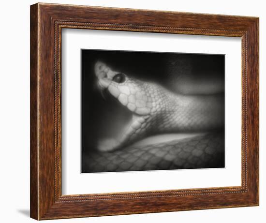 Snake Opening Mouth-Henry Horenstein-Framed Photographic Print