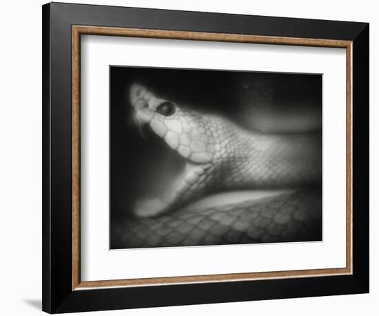 Snake Opening Mouth-Henry Horenstein-Framed Photographic Print