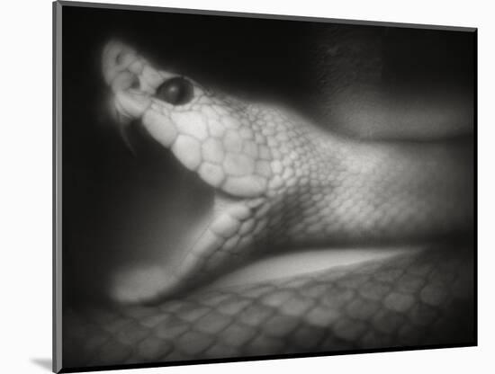 Snake Opening Mouth-Henry Horenstein-Mounted Photographic Print