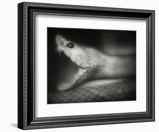 Snake Opening Mouth-Henry Horenstein-Framed Photographic Print