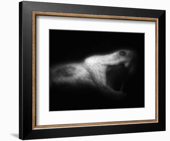 Snake Opening Mouth-Henry Horenstein-Framed Photographic Print